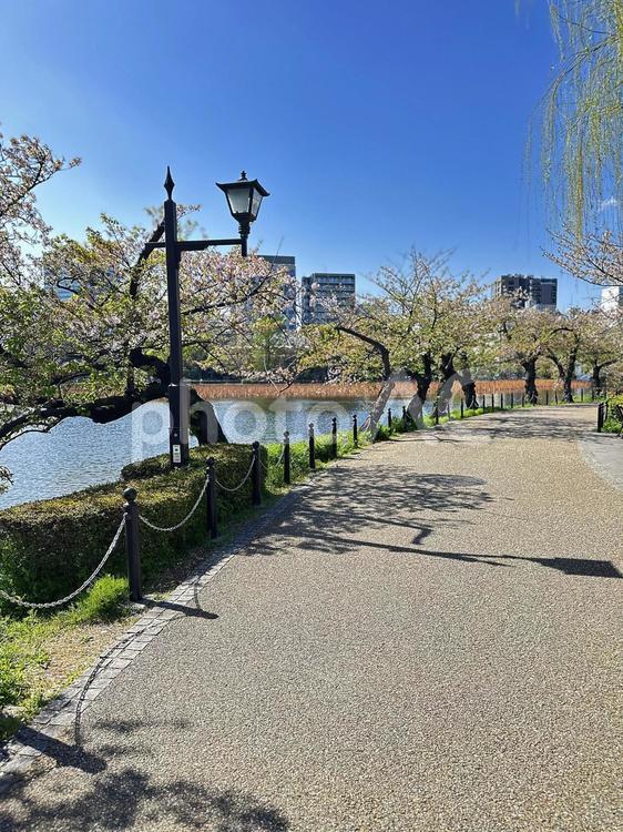 不忍池　上野公園　台東区　池 不忍池,上野恩賜公園,弁天島の写真素材