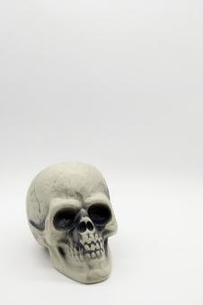 白背景に髑髏 骨,骸骨,医療の写真素材