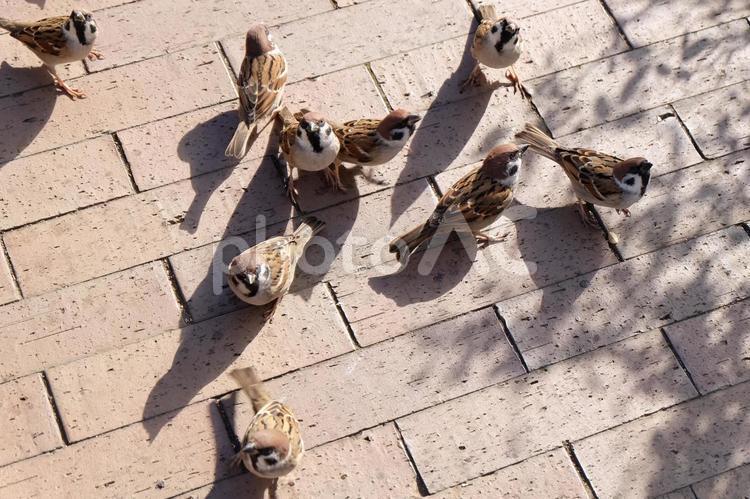 かわいいスズメさんたち かわいい,スズメ,鳥の写真素材