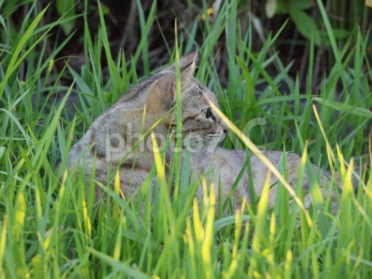 草原で出会った野良猫です。 野良猫,地域猫,捨て猫の写真素材