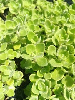 多肉植物 アロマティカス 多肉植物 アロマティカスの写真
