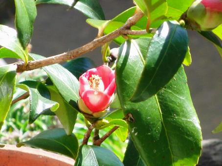 小さなツバキの写真