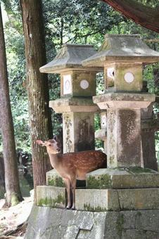 奈良公園シカ 奈良公園シカの写真