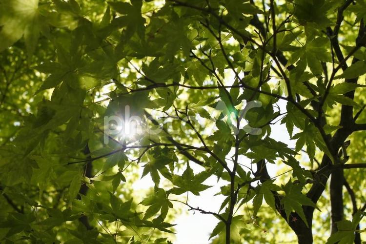 木漏れ日 木漏れ日,木,公園の写真素材