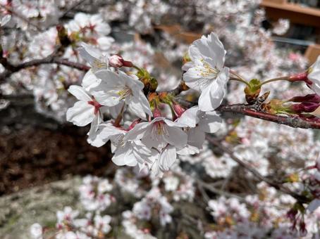 桜の見頃 桜の見頃の写真
