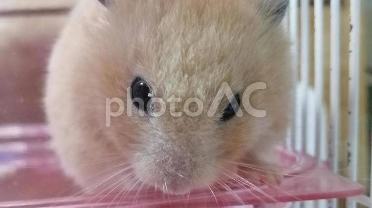 やさしい目をしたハムスターのアップ ハムスター,ペット,動物の写真素材