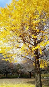 イチョウ イチョウの写真