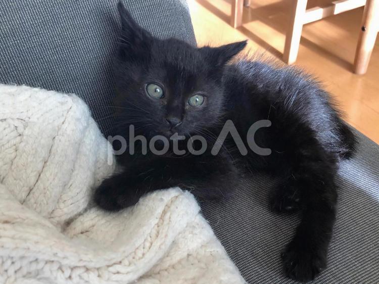 東京、生後一か月の黒猫の子猫 黒ねこ,クロネコ,子猫の写真素材