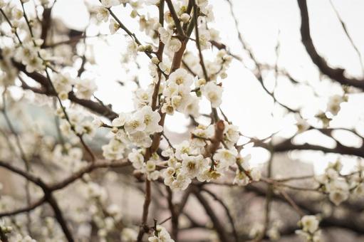 優しく咲く白梅の花 白梅,梅,花の写真素材