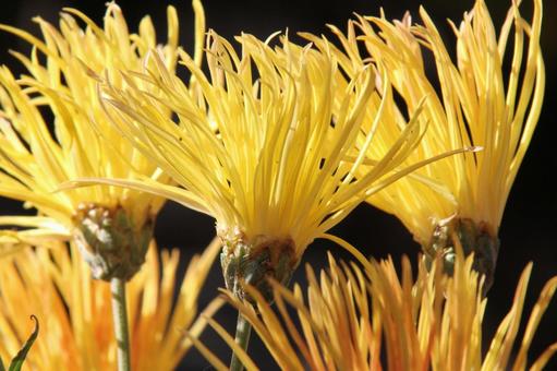 Photo, flower, autumn, traditional chrysanthemum, 