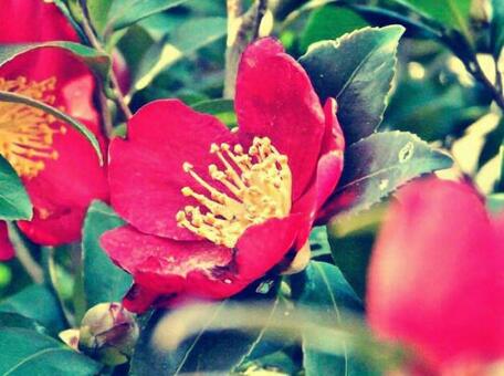 山茶花？椿？ 椿,山茶花,花の写真素材