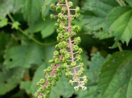 【植物写真】ヨウシュヤマゴボウ 【植物写真】ヨウシュヤマゴボウ ヨウシュヤマゴボウ,洋種山牛蒡,自然の写真素材
