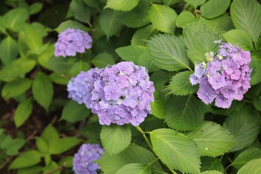 Hydrangea 138, JPG Hydrangea 138, JPG