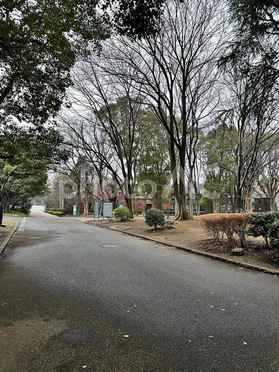 上野公園　冬の上野公園　雨の上野公園 上野恩賜公園（うえのおんしこう,台東区,博物館の写真素材
