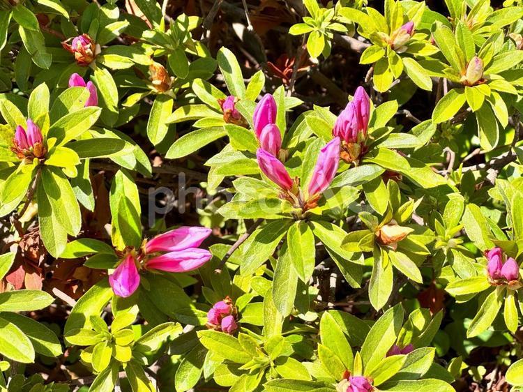 日なたのツツジのつぼみクローズアップ02 ツツジ,花,葉の写真素材