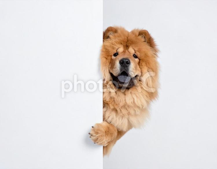 壁からひょっこり顔をだすワンちゃん4 犬,ペット,チャウチャウの写真素材
