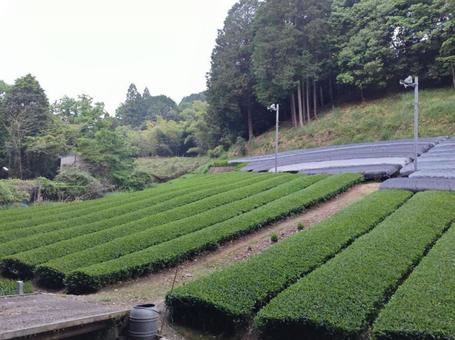 茶畑 茶畑 茶畑,畑,お茶の写真素材