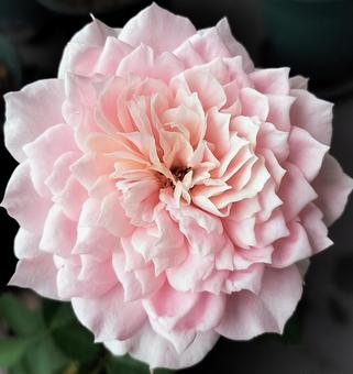 ベランダのバラ・ローブデコルテの写真