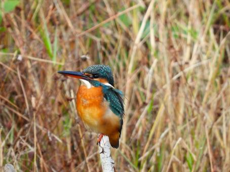 草地の前に立つ枯れ枝にとまるカワセミ カワセミ,鳥,鳥類の写真素材
