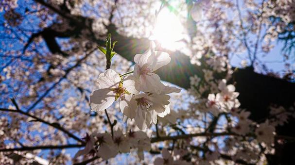 春の日 春の日の写真