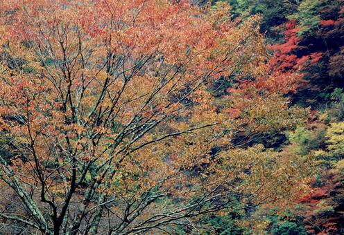 照片, JPG 照片, สีในฤดูใบไม้ร่วง, ต้นเมเปิล, เป็นธรรมชาติ, JPG