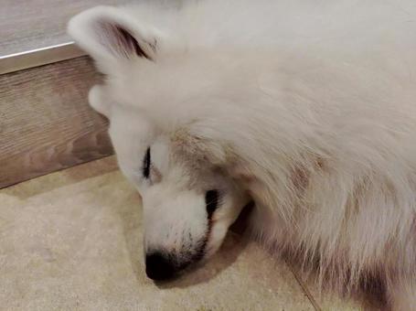 寝てる犬 寝てる犬の写真