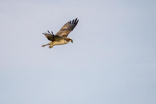 ミサゴ(149)の写真