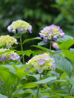 Hydrangea, JPG Hydrangea, JPG