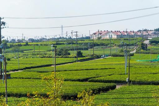 静岡県金谷市 牧之原大茶園 静岡県金谷市 牧之原大茶園 日本,静岡県,島田市の写真素材