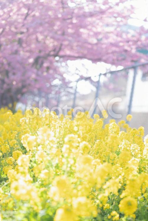 桜と菜の花 桜,さくら,3月の写真素材