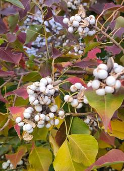 ナンキンハゼの実 ナンキンハゼ,木の実,秋の写真素材