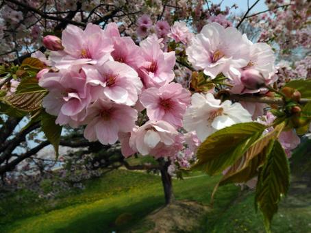 桜の花のアップ 桜の花のアップの写真