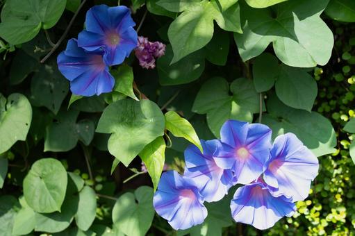 青い西洋朝顔の花 青い西洋朝顔の花 花,植物,朝顔の写真素材