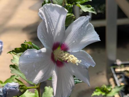 Rose of Sharon, JPG Rose of Sharon, JPG
