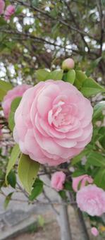 美しいピンクの椿 美しいピンクの椿 椿,花,ピンクの写真素材