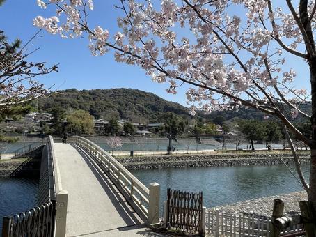 宇治 橘橋 宇治 橘橋 自然,風景,河川敷の写真素材