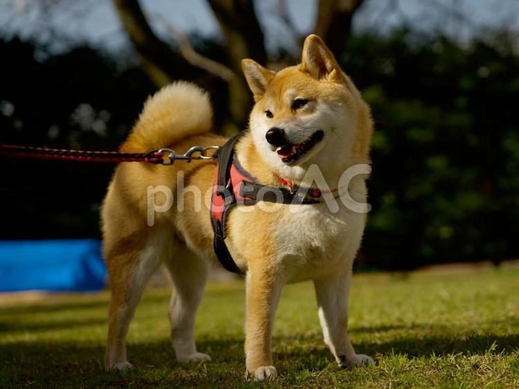 お散歩ワンコ（柴犬） 犬,柴犬,いぬの写真素材