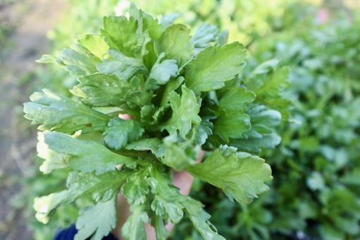 春菊の収穫 春菊,収穫,家庭菜園の写真素材