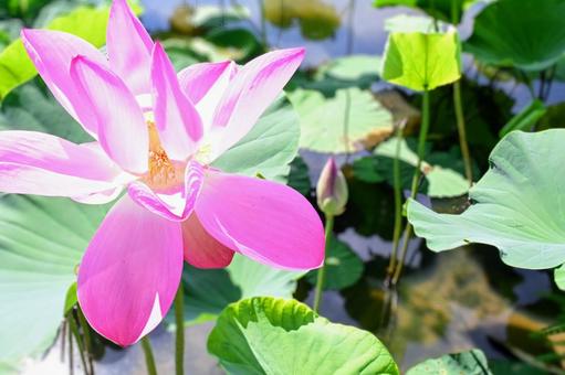 生命力あふれるピンクの蓮 生命力あふれるピンクの蓮 ハス,蓮の花,ピンクの写真素材