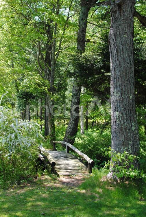 森の風景 森,木,自然の写真素材