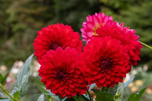 カラフルダリアの写真