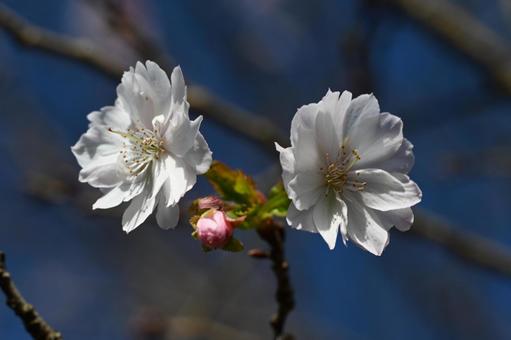 近所の庭に咲く寒桜の花 寒桜,秋の自然,秋の風景の写真素材