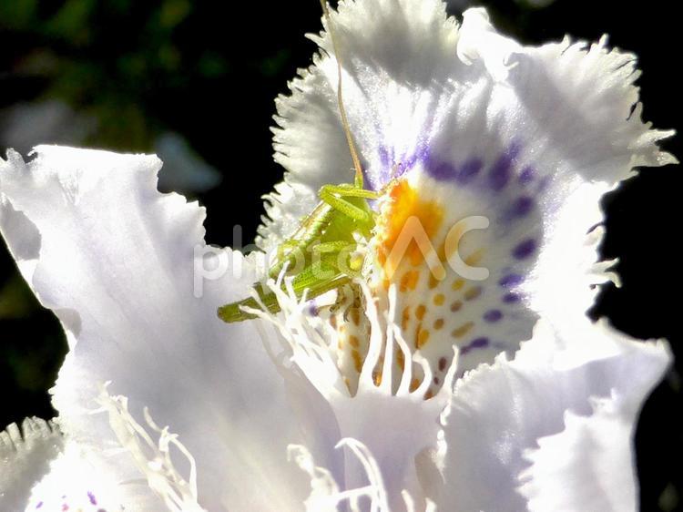 郊外に咲くシャガの花とバッタの子 シャガ,花,植物の写真素材
