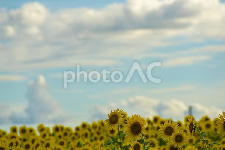 ひまわり畑と夏の雲 ひまわり畑,夏の花,ひまわりの写真素材