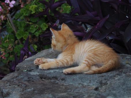 可愛い地域猫の写真