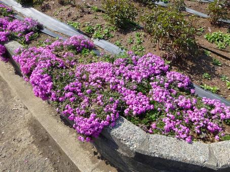 公園の花壇に咲くピンク色のシバザクラ 公園の花壇に咲くピンク色のシバザクラの写真
