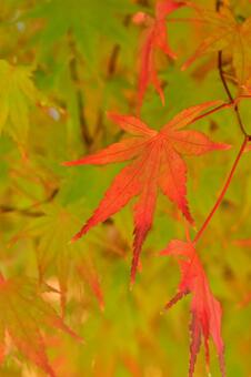紅葉 もみじ,秋,カエデの写真素材