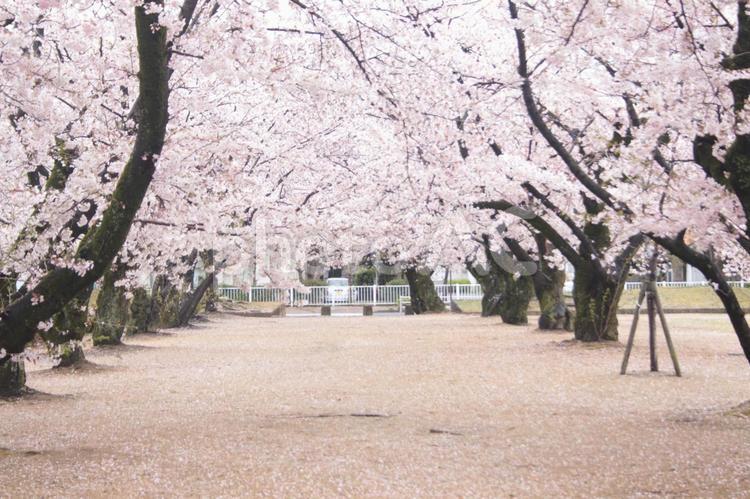 桜並木 桜,桜並木,公園の写真素材