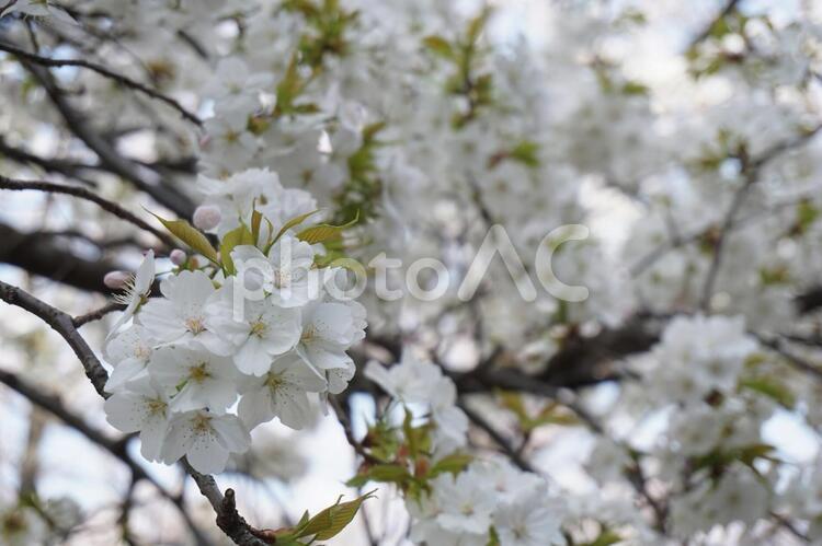 桜の花 桜,サクラ,さくらの写真素材