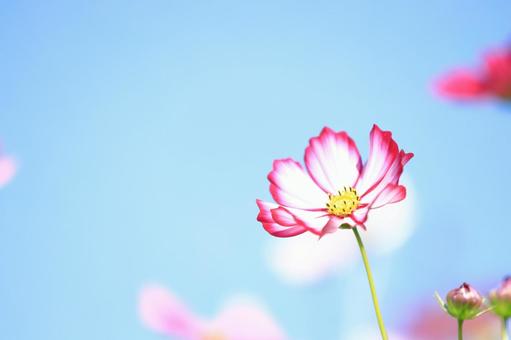 青空に映えるコスモス コスモス,花,秋桜の写真素材